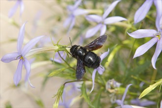 Large Violet Carpenter Bee (Xylocopa violacea)