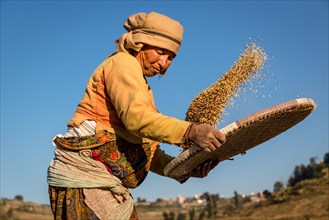 Female farmer cleaning rice
