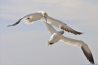 Two Northern Gannets (Morus bassanus) in flight