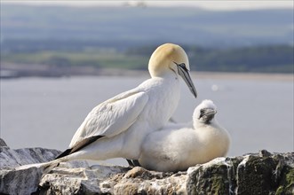 Northern Gannet (Morus bassanus) with a young bird on a wall of an ancient ruin