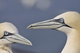 Two Northern Gannets (Morus bassanus) in their breeding colony