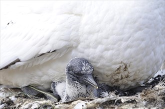 Young Northern Gannet (Morus bassanus) being warmed by its mother