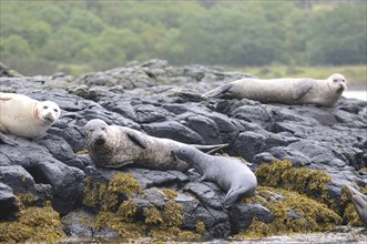 Harbour Seals (Phoca vitulina) on rocks at low tide
