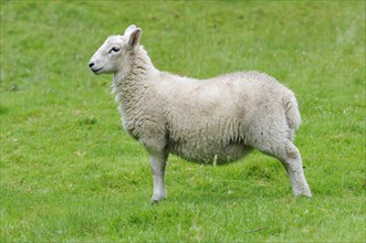 Sheep standing on a green meadow