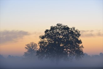 Solitary oak tree in the morning mist