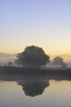 Solitary oak trees in the morning mist beside a lake