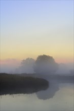 Solitary oak trees in the morning mist beside a lake