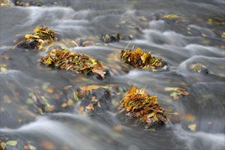 Selke River in autumn