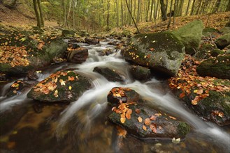 Ilse River in autumn