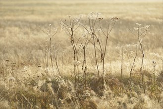 Old perennials in a meadow covered with spider webs and dewdrops