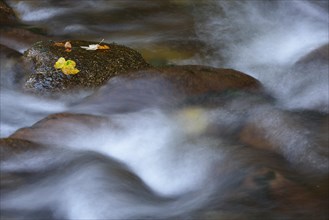 Ilse River in autumn