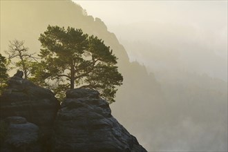 Pine growing on the rocks of Schrammsteine in the morning mist