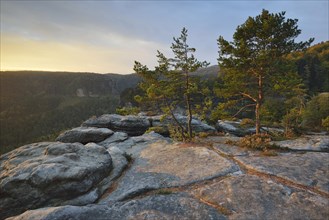 Pines and rocks on Klein Winterberg Mountain in the morning light