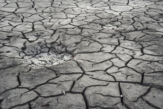 Cracked bed of a drained carp pond in autumn