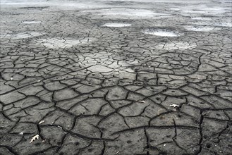 Cracked bed of a drained carp pond in autumn