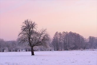 Frost-covered tree on a snow-covered meadow in the early morning light