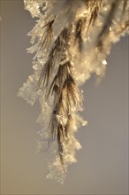 Thick layer of ice crystals on dried grass