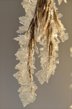 Thick layer of ice crystals on dried grass