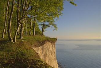 Beech forest on the edge of the steep coast in the first morning light