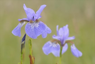 Siberian Iris (Iris sibirica) on a wet meadow