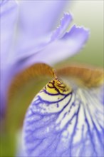 Siberian Iris (Iris sibirica)