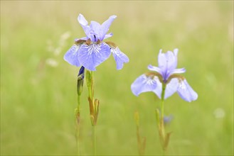 Siberian Iris (Iris sibirica) on a wet meadow