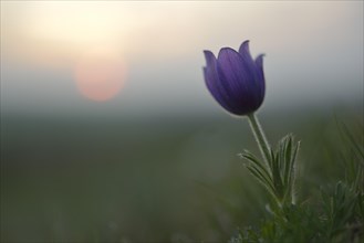Common Pasque Flower or Dane's Blood (Pulsatilla vulgaris) in front of the setting sun