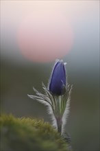 Common Pasque Flower or Dane's Blood (Pulsatilla vulgaris) in front of the setting sun