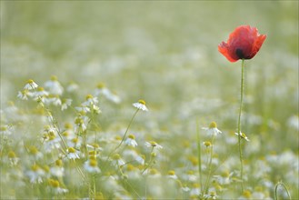Corn Poppy or Red Poppy (Papaver rhoeas) and Chamomile (Matricaria chamomilla) flowering on a field
