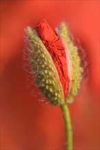 Corn Poppy or Red Poppy (Papaver rhoeas)