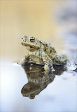 Common Toad (Bufo bufo) sitting in water
