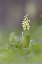 Pale-flowered Orchid (Orchis pallens)