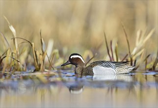 Garganey duck (Anas querquedula)