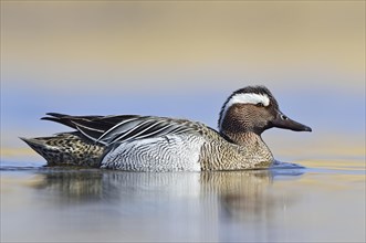 Garganey duck (Anas querquedula)