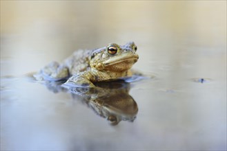 Common Toad (Bufo bufo) sitting in water