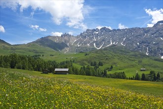 Blooming alpine meadows looking towards the Denti di Terrarossa mountains