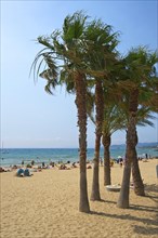 Palm trees on the beach Saint Clair