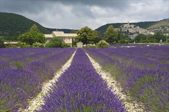 House in a lavender field