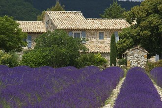 House in a lavender field