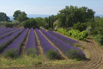 Lavender field