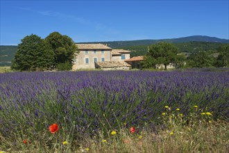 Lavender field in front of old houses