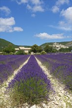 View over a lavender field towards the village