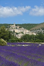 View over a lavender field towards the village