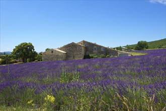 House in a lavender field