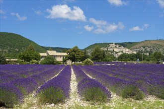 View over a lavender field towards the village