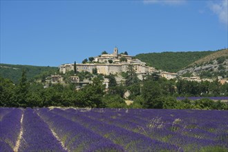 View over a lavender field towards the village