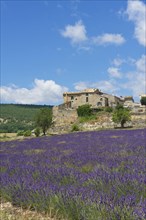 Lavender field with an old settlement