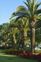 Palm trees near the remnants of the old city wall