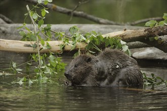 Eurasian Beaver or European Beaver (Castor fiber)