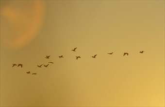 Flying Great Cormorants (Phalacrocorax carbo) at dawn